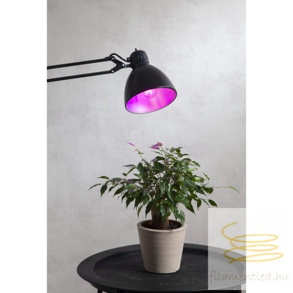 Startrading LED PLANT LAMP  CLASSIC A60 FILAMENT E27 6,5W RedK ST357-37-1