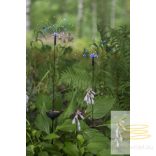 Startrading Solar Decoration Firework Solar 480-54