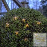 Startrading Solar Light Chain Wings 483-09